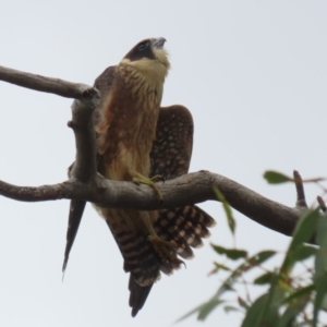 Falco longipennis at Banks, ACT - 8 Feb 2023