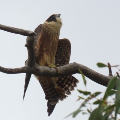 Falco longipennis (Australian Hobby) at Banks, ACT - 8 Feb 2023 by RodDeb