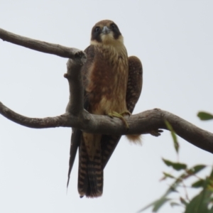 Falco longipennis at Banks, ACT - 8 Feb 2023