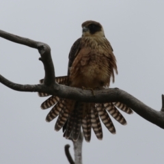 Falco longipennis at Banks, ACT - 8 Feb 2023
