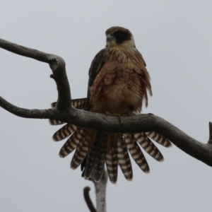 Falco longipennis at Banks, ACT - 8 Feb 2023