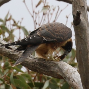 Falco longipennis at Banks, ACT - suppressed