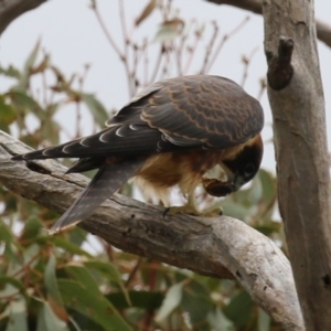 Falco longipennis at Banks, ACT - suppressed