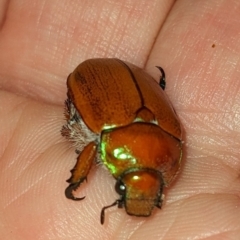 Anoplognathus sp. (genus) (Unidentified Christmas beetle) at Jindabyne, NSW - 8 Feb 2023 by HelenCross