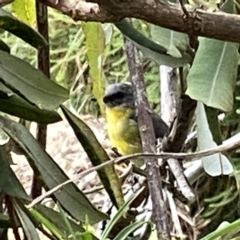 Eopsaltria australis (Eastern Yellow Robin) at Wandiyali-Environa Conservation Area - 8 Feb 2023 by Wandiyali