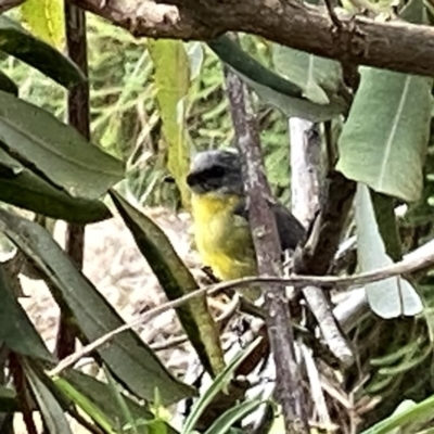Eopsaltria australis (Eastern Yellow Robin) at Wandiyali-Environa Conservation Area - 8 Feb 2023 by Wandiyali