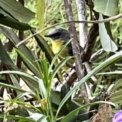 Eopsaltria australis at Googong, NSW - 8 Feb 2023