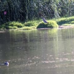 Nycticorax caledonicus (Nankeen Night-Heron) at Wonga Wetlands - 7 Feb 2023 by Darcy