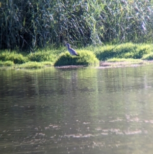 Nycticorax caledonicus at Splitters Creek, NSW - 7 Feb 2023 06:13 PM