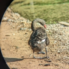 Cygnus atratus (Black Swan) at Wonga Wetlands - 7 Feb 2023 by Darcy