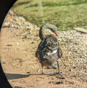 Cygnus atratus at Splitters Creek, NSW - 7 Feb 2023 06:17 PM