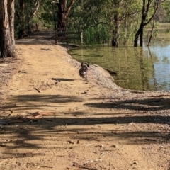 Cygnus atratus at Splitters Creek, NSW - 7 Feb 2023 06:17 PM