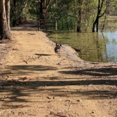 Cygnus atratus at Splitters Creek, NSW - 7 Feb 2023