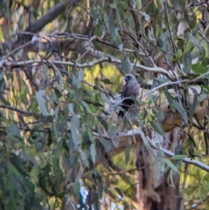 Artamus cyanopterus at Splitters Creek, NSW - 7 Feb 2023 07:06 PM