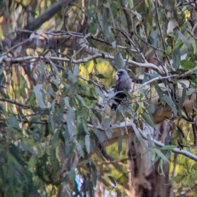 Artamus cyanopterus (Dusky Woodswallow) at Albury - 7 Feb 2023 by Darcy