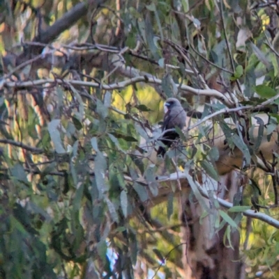 Artamus cyanopterus (Dusky Woodswallow) at Splitters Creek, NSW - 7 Feb 2023 by Darcy
