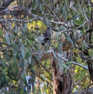 Artamus cyanopterus at Splitters Creek, NSW - 7 Feb 2023 07:06 PM