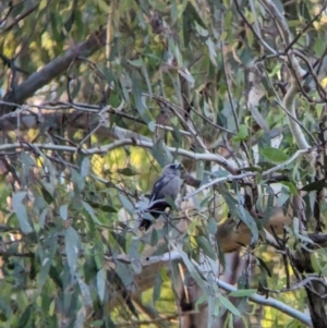 Artamus cyanopterus at Splitters Creek, NSW - 7 Feb 2023 07:06 PM