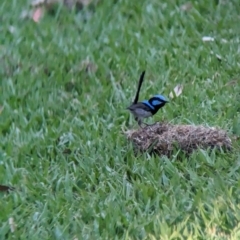 Malurus cyaneus (Superb Fairywren) at Albury - 7 Feb 2023 by Darcy