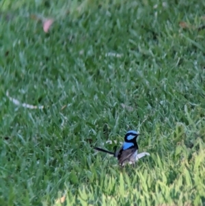 Malurus cyaneus at Splitters Creek, NSW - 7 Feb 2023 07:09 PM