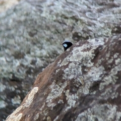 Malurus cyaneus at Splitters Creek, NSW - 7 Feb 2023 07:09 PM