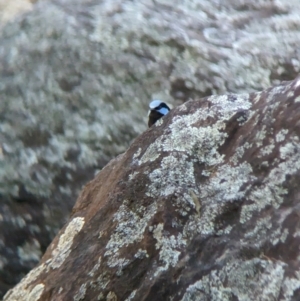 Malurus cyaneus at Splitters Creek, NSW - 7 Feb 2023 07:09 PM