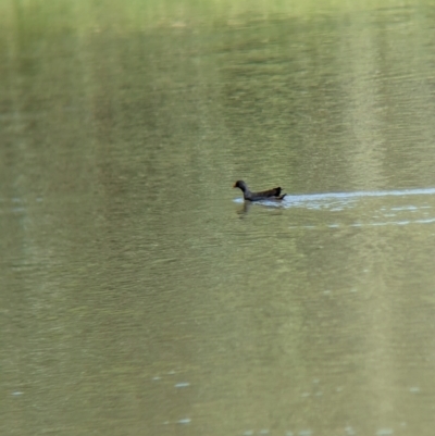 Gallinula tenebrosa (Dusky Moorhen) at Wagga Wagga, NSW - 7 Feb 2023 by Darcy