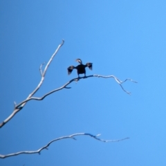 Anhinga novaehollandiae (Australasian Darter) at Wagga Wagga, NSW - 7 Feb 2023 by Darcy