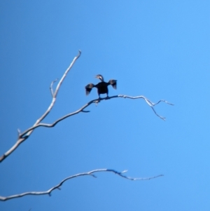 Anhinga novaehollandiae at Wagga Wagga, NSW - 7 Feb 2023 11:29 AM