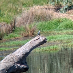Todiramphus sanctus (Sacred Kingfisher) at Wagga Wagga, NSW - 7 Feb 2023 by Darcy