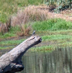 Todiramphus sanctus at Wagga Wagga, NSW - 7 Feb 2023