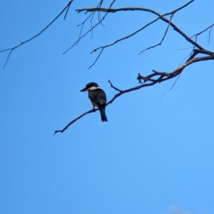 Todiramphus sanctus at Wagga Wagga, NSW - 7 Feb 2023