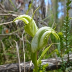 Pterostylis monticola (Large Mountain Greenhood) at Paddys River, ACT - 16 Dec 2022 by RobG1