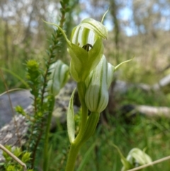 Pterostylis monticola at Paddys River, ACT - 16 Dec 2022