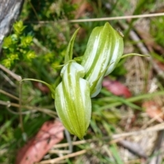 Pterostylis monticola at Paddys River, ACT - 16 Dec 2022