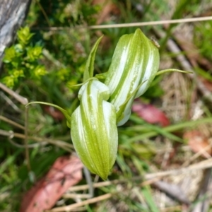 Pterostylis monticola at Paddys River, ACT - 16 Dec 2022