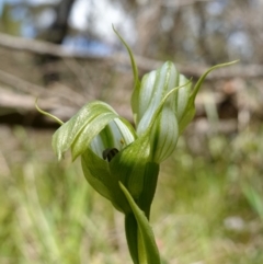 Pterostylis monticola at Paddys River, ACT - suppressed