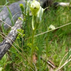 Pterostylis monticola at Paddys River, ACT - 16 Dec 2022