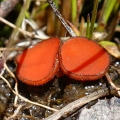 Scutellinia sp. (Scutellinia) at Namadgi National Park - 16 Dec 2022 by RobG1