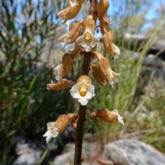 Gastrodia procera (Tall Potato Orchid) at Paddys River, ACT - 27 Dec 2022 by RobG1