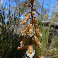 Gastrodia procera at Paddys River, ACT - 27 Dec 2022