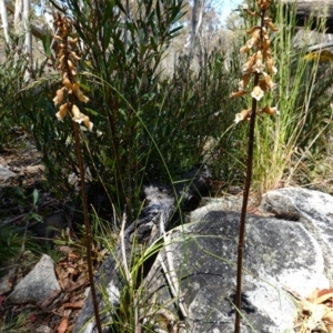 Gastrodia procera at Paddys River, ACT - 27 Dec 2022