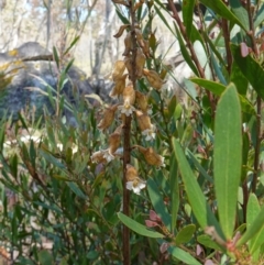 Gastrodia procera at Paddys River, ACT - 27 Dec 2022