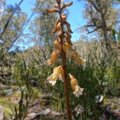 Gastrodia procera at Paddys River, ACT - 27 Dec 2022