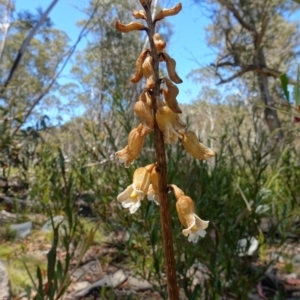 Gastrodia procera at Paddys River, ACT - 27 Dec 2022