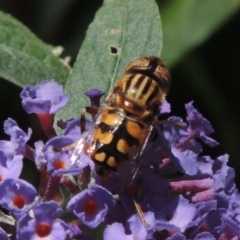 Eristalinus punctulatus (Golden Native Drone Fly) at Pollinator-friendly garden Conder - 24 Dec 2022 by michaelb