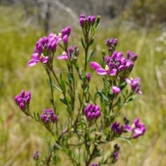 Comesperma retusum (Mountain Milkwort) at Namadgi National Park - 27 Dec 2022 by RobG1