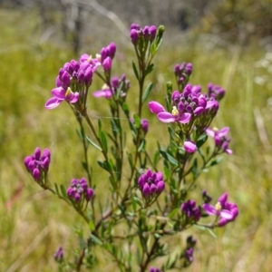 Comesperma retusum at Paddys River, ACT - 27 Dec 2022