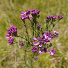 Comesperma retusum at Paddys River, ACT - 27 Dec 2022