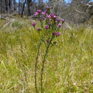 Comesperma retusum at Paddys River, ACT - 27 Dec 2022